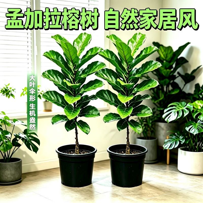 网红孟加拉榕盆栽大型绿植黄金榕高山榕树室内客厅落地橡皮面包树