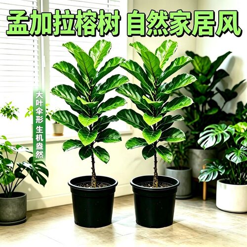 网红孟加拉榕盆栽大型绿植黄金榕高山榕树室内客厅落地橡皮面包树