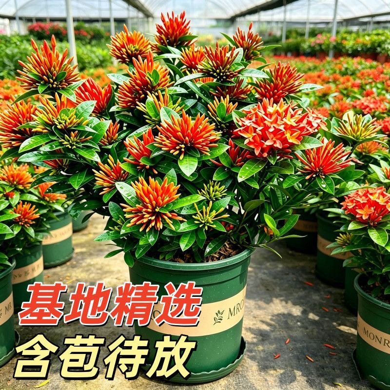龙船花盆栽绣球花带花苞四季开花庭院花镜阳台花卉花园易养绿植物