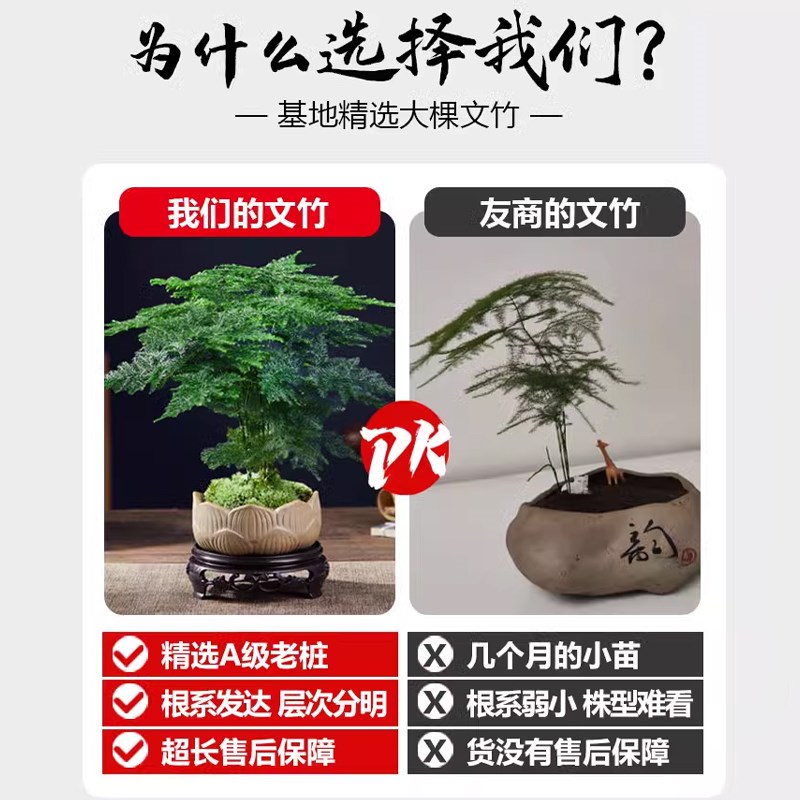 文竹盆栽室内客厅好养绿植云竹四季常青盆景办公桌面懒人水培植物