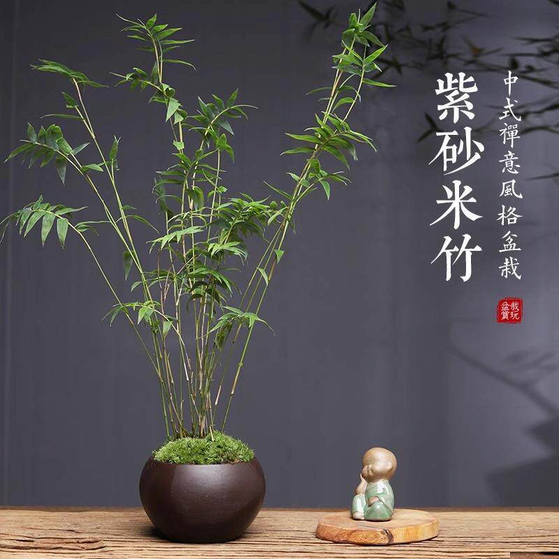 米竹苔藓紫砂盆景办公桌茶桌面中式禅意盆栽室内摆件凤尾竹姬翠竹