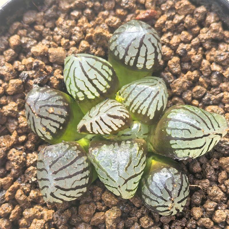 多肉植物十二卷魔界变异5-6厘米,带原盆土发货,包邮。