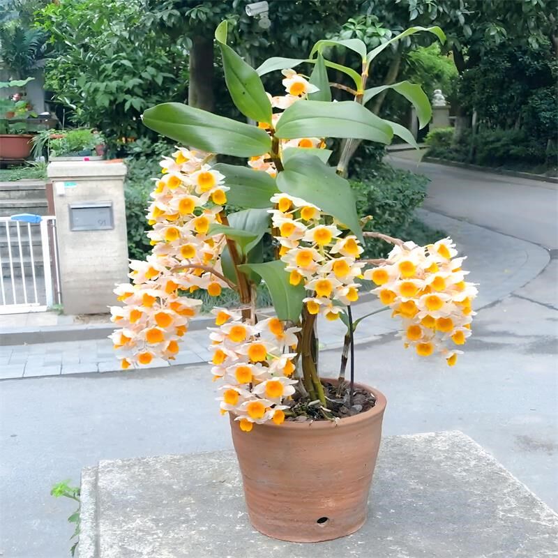 球花石斛盆栽吊兰原生坡坡石斛种苗带根室内庭院绿植物观赏花卉