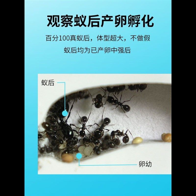 免装版蚂蚁工坊 送蚁后卵养蚂蚁城堡巢家园生态箱蚂蚁昆虫观察盒