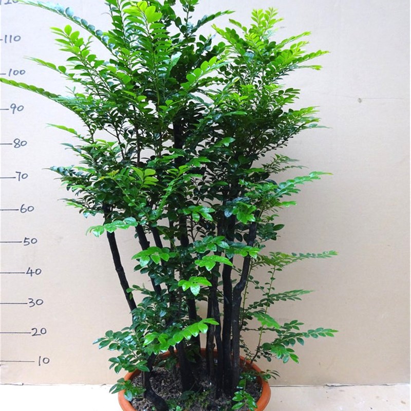 大型盆栽小叶紫檀盆景 四季常青木本植物吸甲醛 客厅摆件庭院绿植