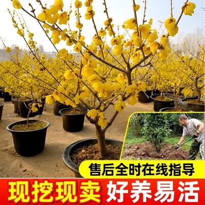 腊梅花树苗盆栽丛生地载庭院风景树耐寒红梅矮化老桩原生素心蜡梅