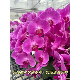 花之恋【水蜜桃蝴蝶兰】蝴蝶兰盆栽带花客厅花卉鲜花节日礼物