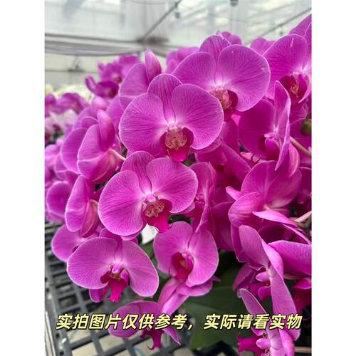 花之恋【水蜜桃蝴蝶兰】蝴蝶兰盆栽带花客厅花卉鲜花节日礼物
