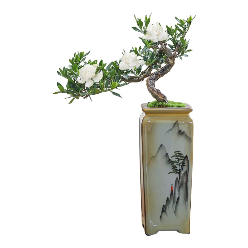 栀子花悬崖飘枝造型盆景室内客厅书房桌面绿植花卉盆栽阳台老桩