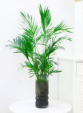 富贵竹水培植物散尾葵绿植室内大盆栽大型客厅花卉凤尾竹富贵椰子