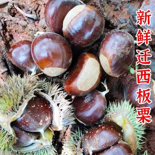 初柠柔迁西板栗粉糯香甜