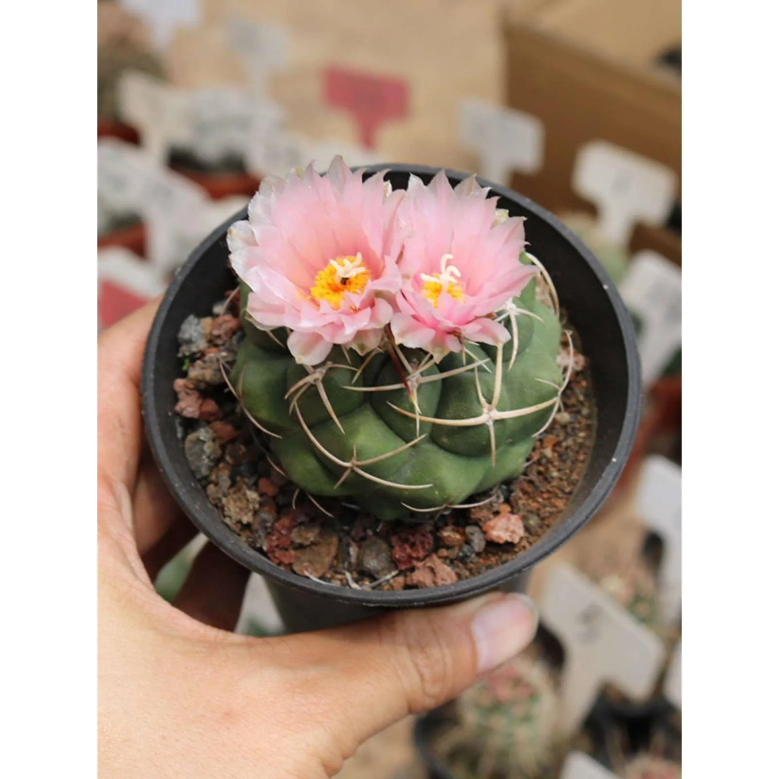 天晃丸实生仙人球稀有精品白肌美刺易瘤开花玉属仙人掌好养新品