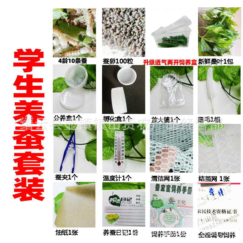 蚕宝宝蚕籽蚕卵养蚕作业