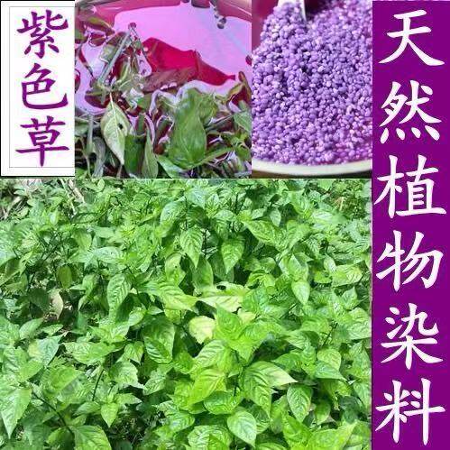 紫兰草紫蓝草染饭草染饭花五色糯米饭植物染料红广西三月三糯米饭
