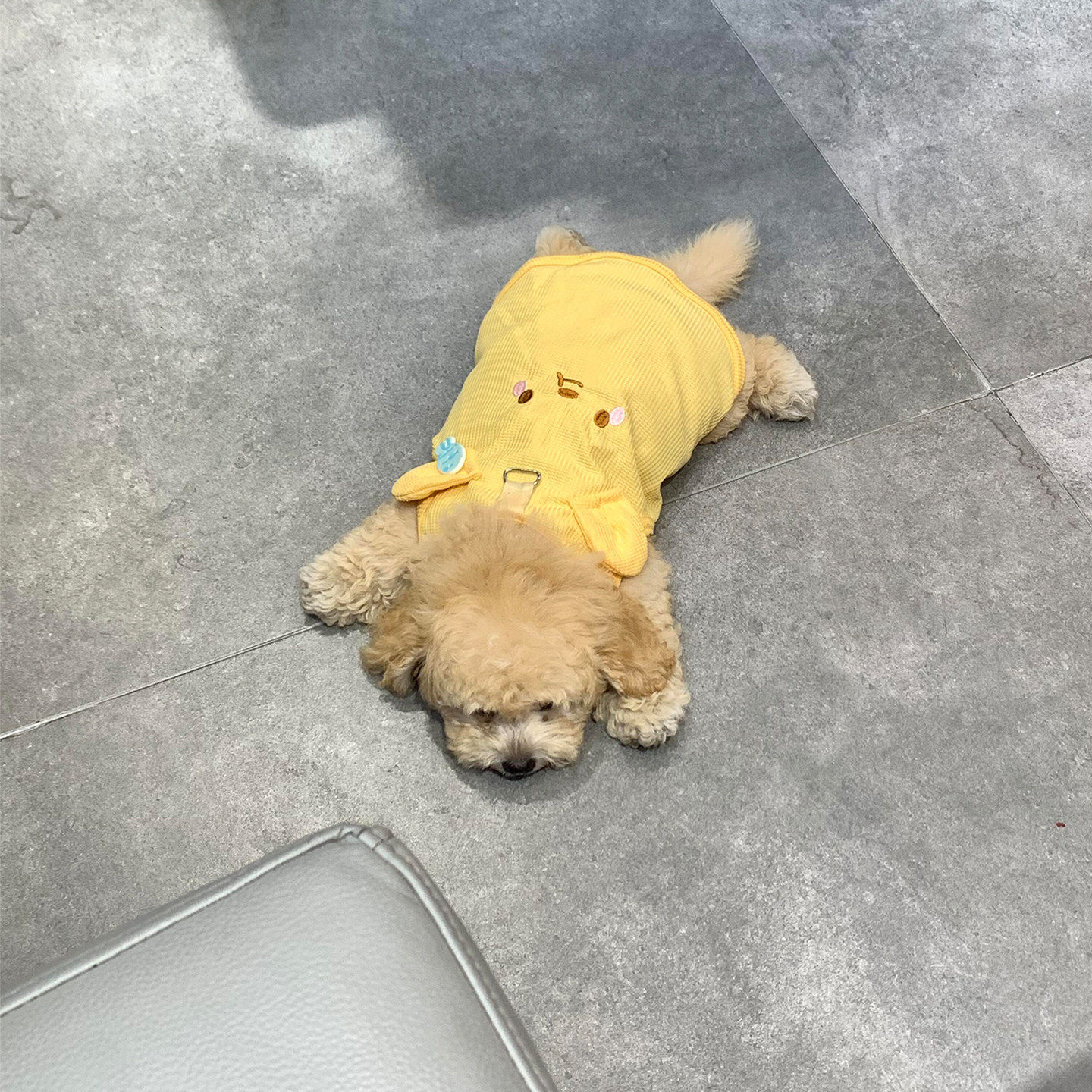 黄色小熊狗狗衣服小型犬带牵引扣小背心泰迪比熊春秋隔凉透气服饰