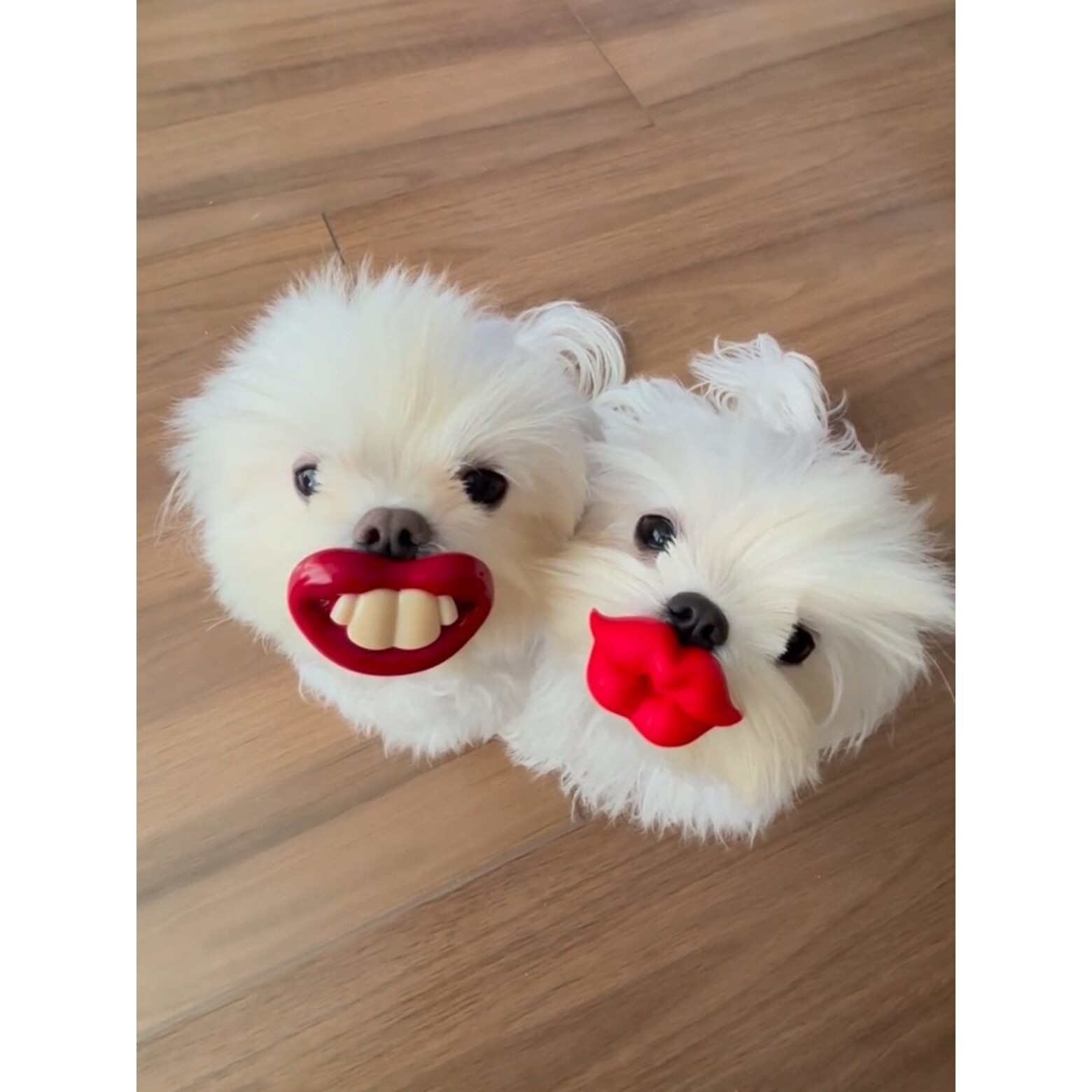 【必须亲一个！】狗狗龅牙装饰搞怪仿生奶嘴幼犬磨牙解闷安抚玩具