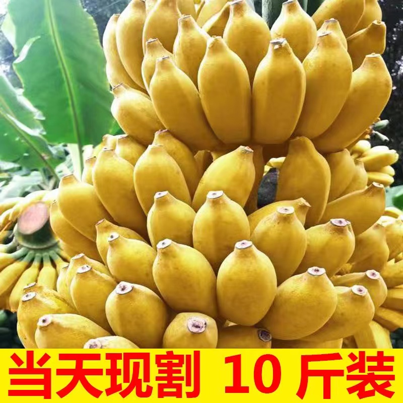 正宗广西小米蕉香蕉新鲜9斤水果当季小香蕉粉蕉自然熟苹果蕉