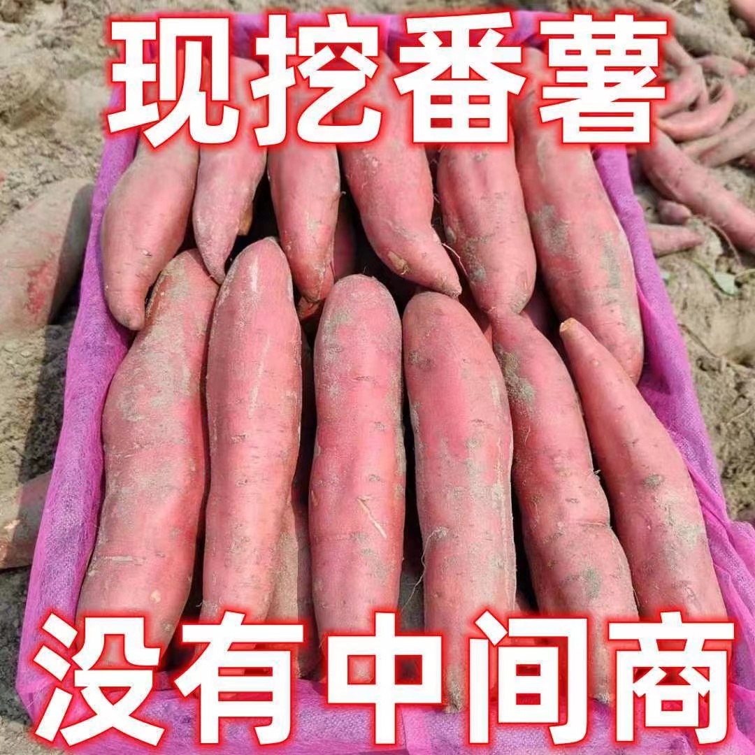 农家蜜薯烟薯25号农科院糖心