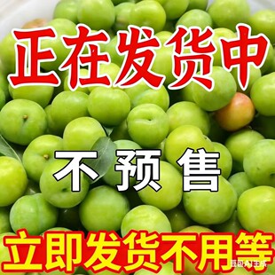 现货李子新鲜水果三月李青李珍珠李当季酸脆小果早熟钱排青李