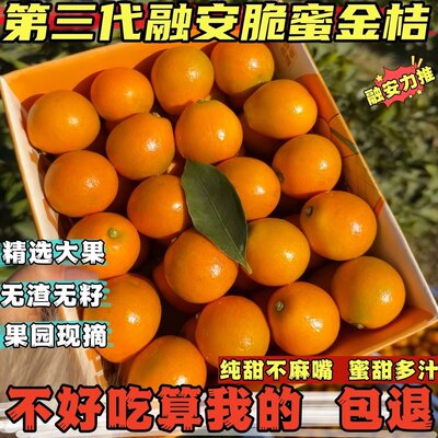 正宗广西脆密金桔脆蜜金柑第三代当季水果金桔鲜果金橘纯甜