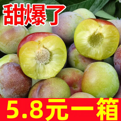 正宗四川茵红李脱骨李当季新鲜