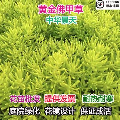 佛甲草草皮中华景天佛甲草苗薄雪万年草楼顶四季常绿耐热庭院
