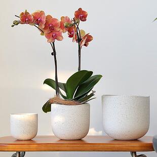 侘寂风陶瓷白色花盆蝴蝶兰轻奢高级感陶盆高端兰花专用套盆大