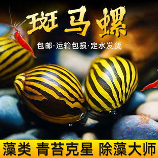 斑马螺除藻神器冷水清道夫鱼缸吃粪清洁工具鱼大号淡水宠物观