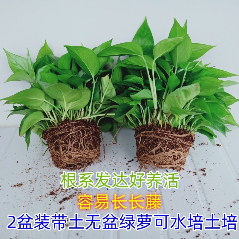绿萝盆栽室内带土不带盆绿箩净化空气吸除甲醛观叶植物吊兰水
