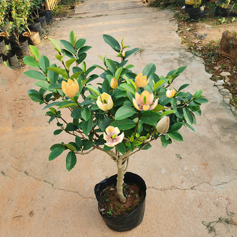 含笑花盆栽树苗庭院阳台四季浓香型带花苞室内花卉观花植物室内花