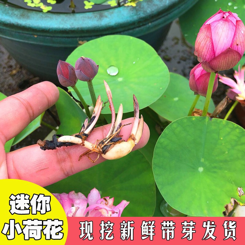 四季碗莲苗碗莲种藕苗盆栽成苗碗莲根茎带芽小型荷花苗水培植物