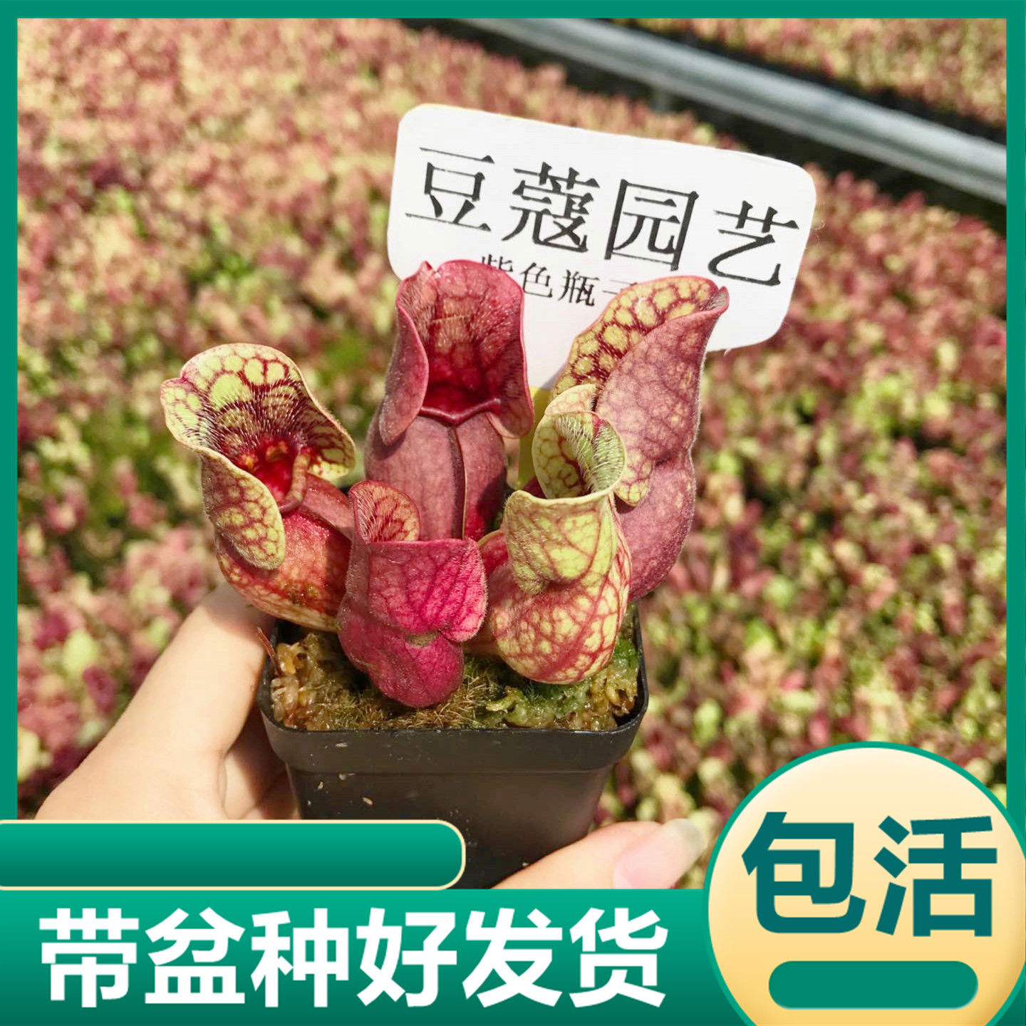 紫色瓶子草食虫草捕蝇草趣味食虫植物驱蚊草猪笼草喜水绿植花