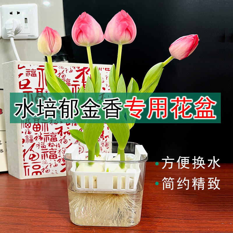 水培郁金香花盆含定植篮水养种球玻璃器皿方便换水透明郁金香花瓶