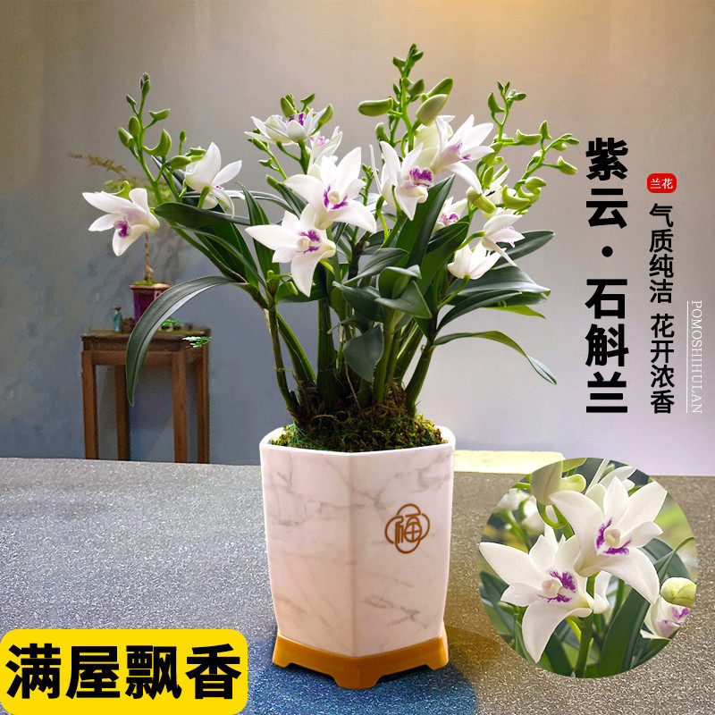 紫云石斛兰室内盆栽现带花出售淡香兰花植物桌面花卉办公室绿植