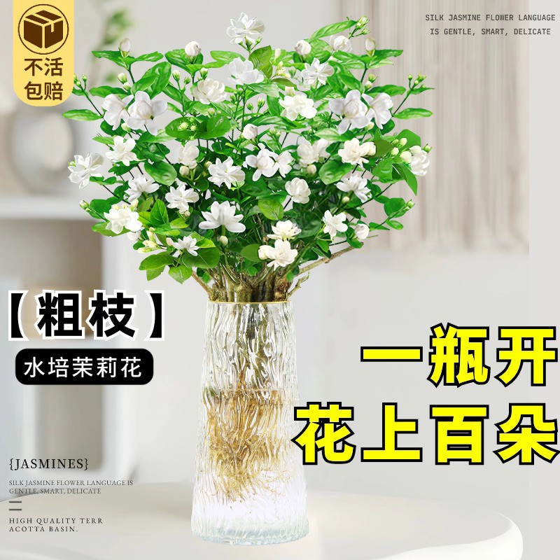 粗枝茉莉花水培植物盆栽带花苞办公室内桌面绿植好养四季花九里香