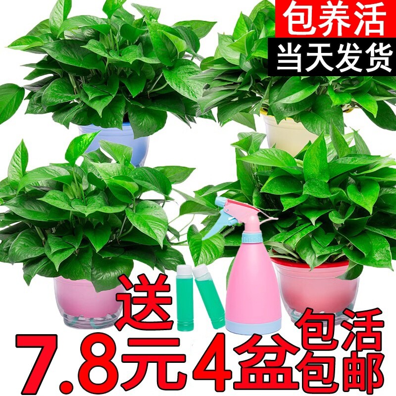 家用新房吸除甲醛净化空气绿萝盆栽室内植物水培长藤大叶绿箩