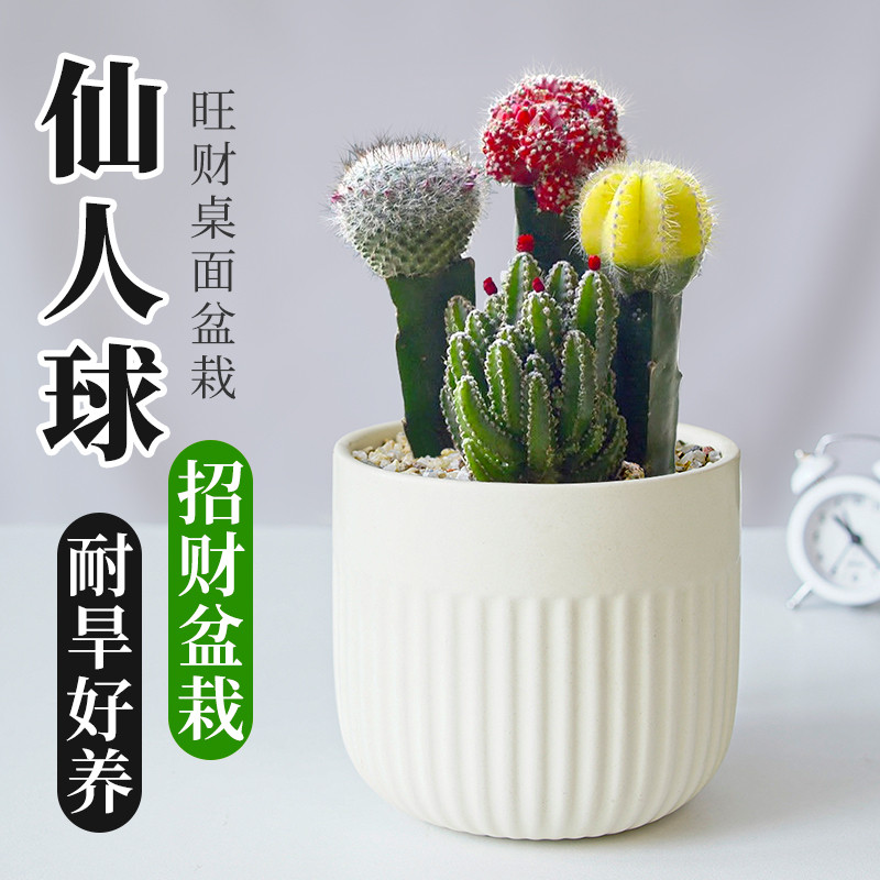仙人球室内小盆栽万重山多肉植物办幼儿园彩色仙人掌三色球防