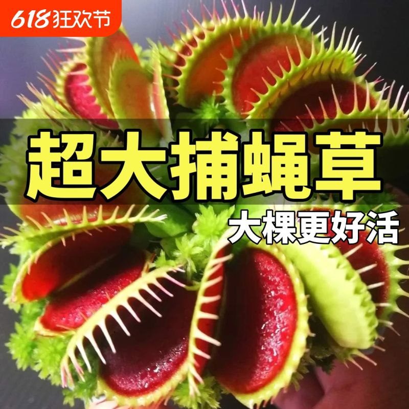 大盆捕蝇草食虫草食人花驱蚊草捕蚊草食蚊草超捕虫草趣味桌面