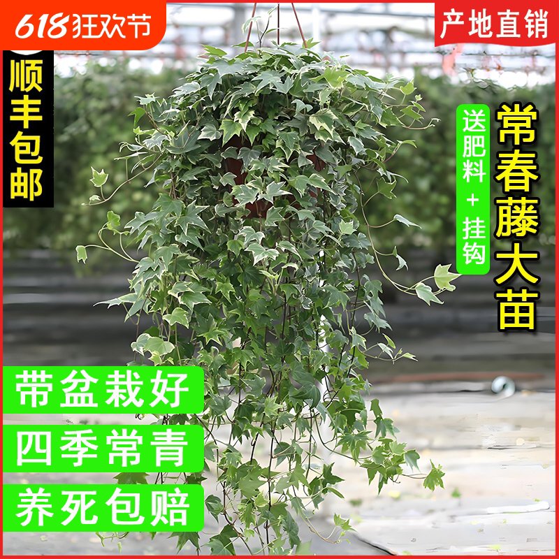 常春藤盆栽室内绿植吊兰垂吊植物阳台吸甲醛四季常青好养长青