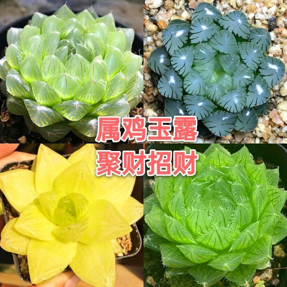 玉露多肉植物组合十二卷花卉盆栽黄金玉露冰灯冰川  室内盆栽
