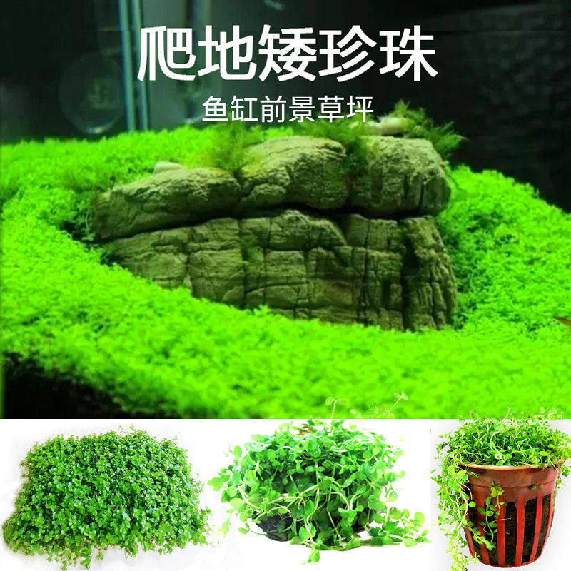 鱼缸草坪爬地矮珍珠水草活体淡水植物真草泥天然懒人造景装饰