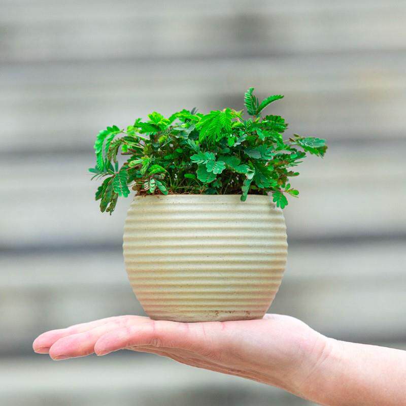 含羞草盆栽植物花卉室内客厅办公室桌面小绿植盆景适合懒人养的花