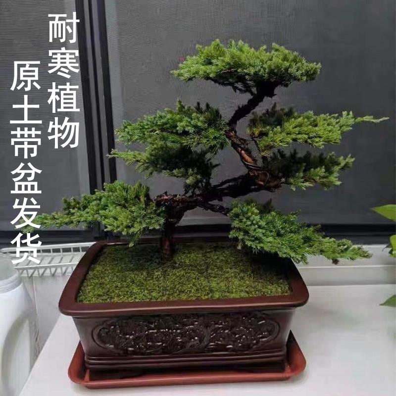 迎客松盆景真树盆景室内客厅盆栽造型摆件办公室桌面四季常青植物