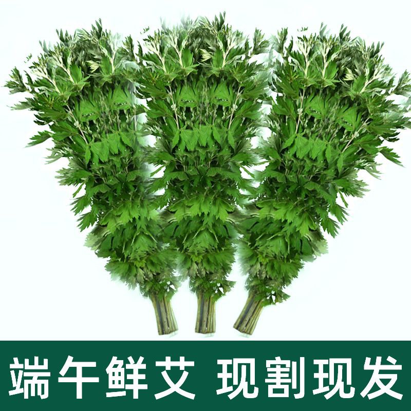 端午节新鲜艾草整棵挂门艾叶晒干