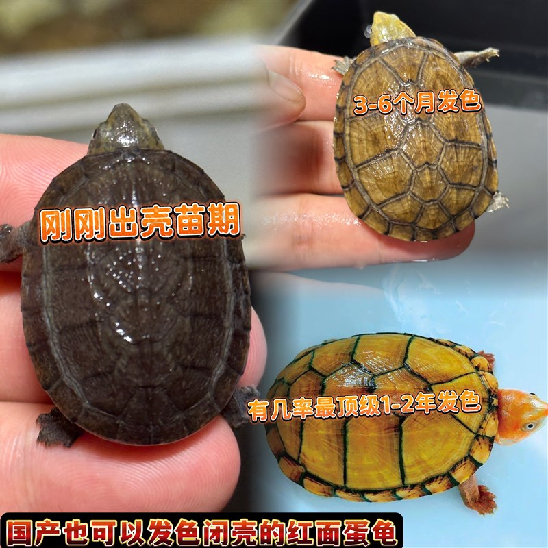 红面蛋苗红面苗国产苗高黄品质蛋龟闭壳龟亚巨安布西非玛塔圆澳龟