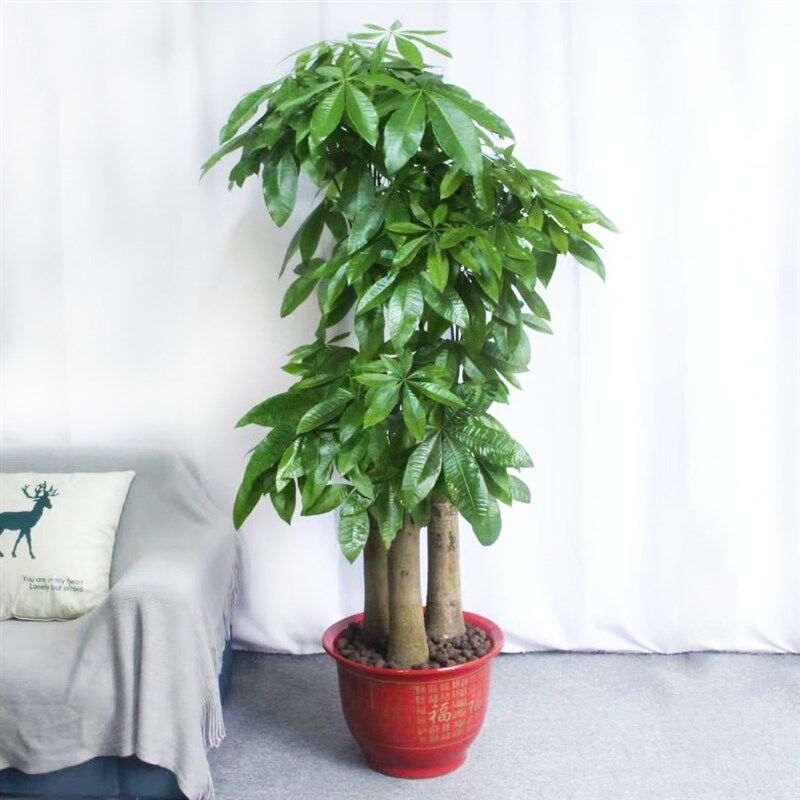 步步高发财树盆栽客厅大型植物净化空气绿植招财树大盆栽开业乔迁