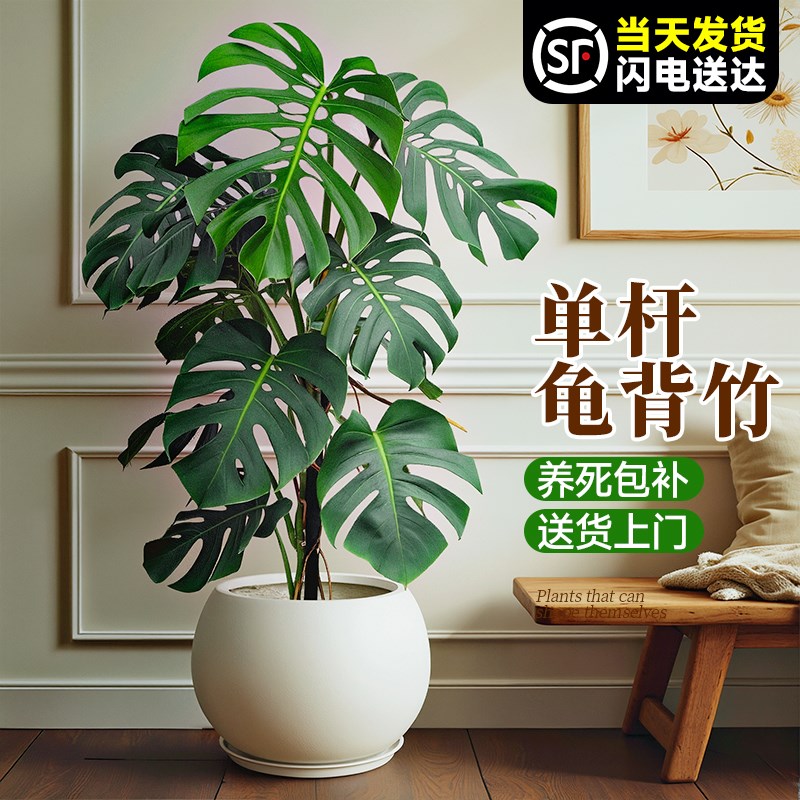 老桩龟背竹观叶植物室内客厅高级感办公室攀爬绿植大型盆栽大盆景