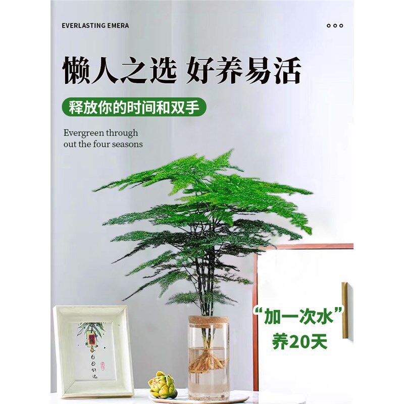 文竹水培植物绿植办公室内桌面水养绿萝花卉客厅盆栽四季水生好养