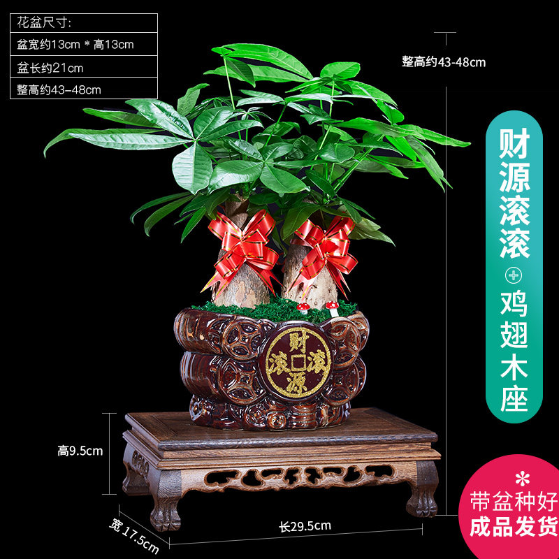 发财树盆栽开业送礼植物室内粗杆招财进化空气辫子金钱树大型绿植