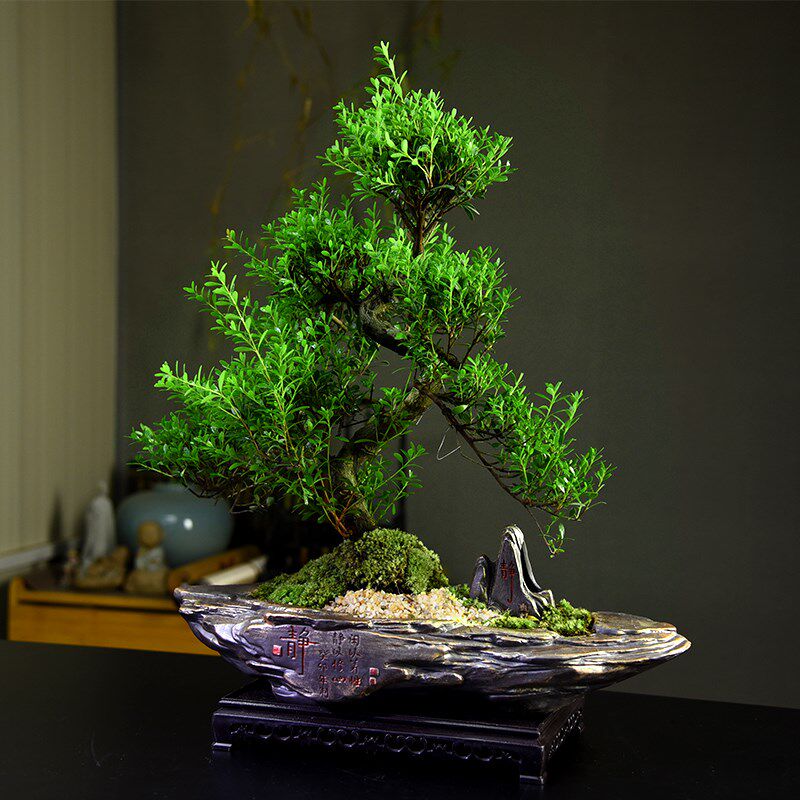 小叶赤楠老桩盆景植物花卉微景观办公室内好养四季常青盆栽礼品